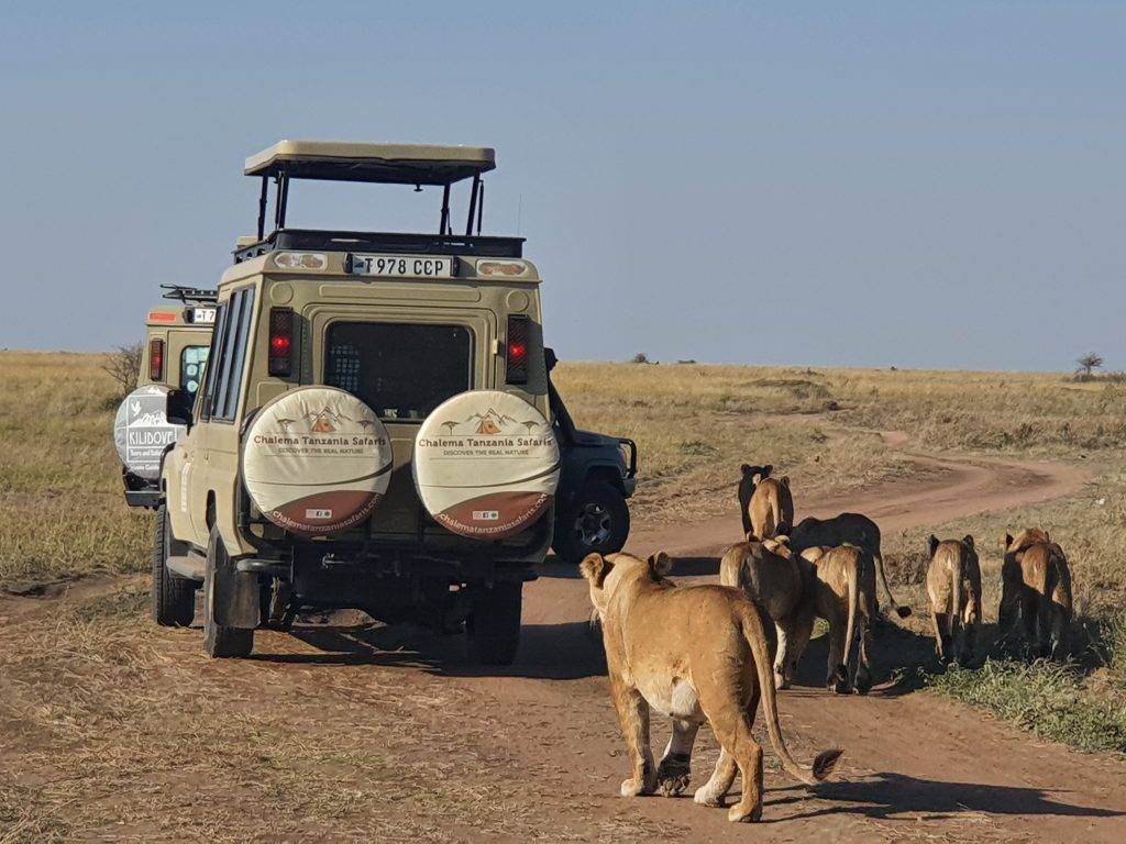 wildebeest calving safari