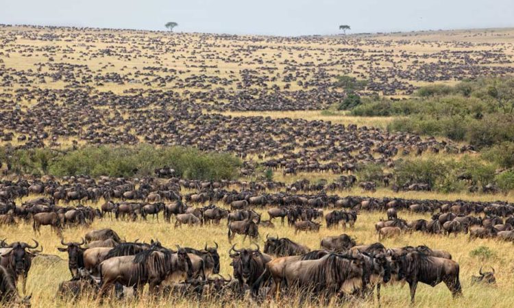 wildebeest calving safari