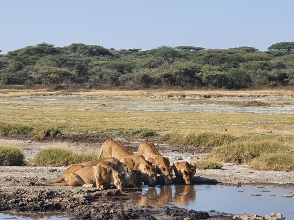 safari-tiger-group