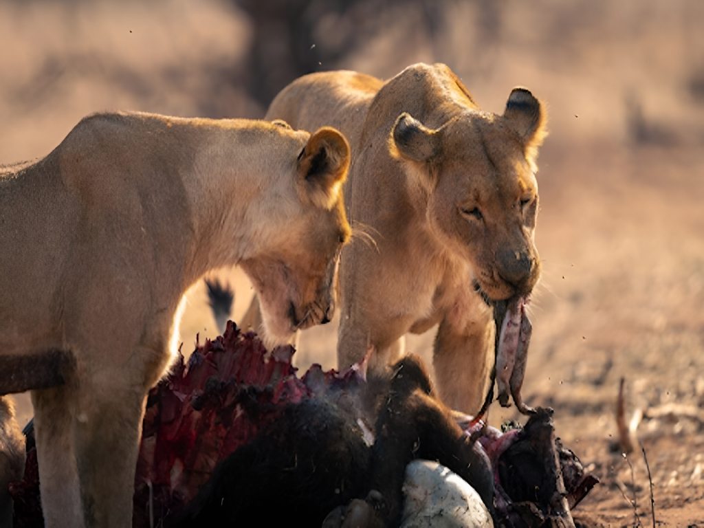 safari-tanzania