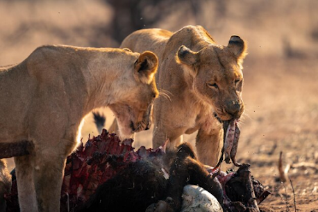 safari tanzania