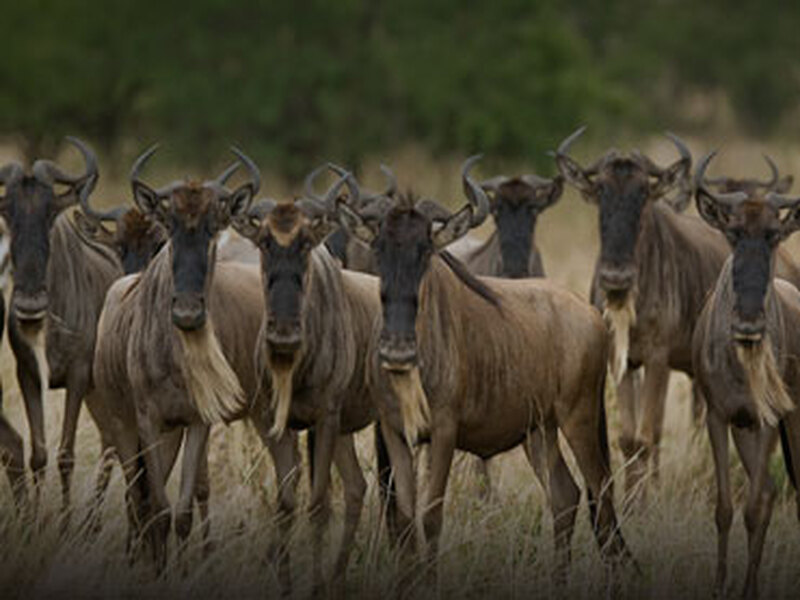 tanzania-migration-safari