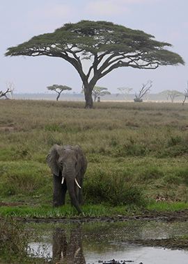 Serengeti National Park