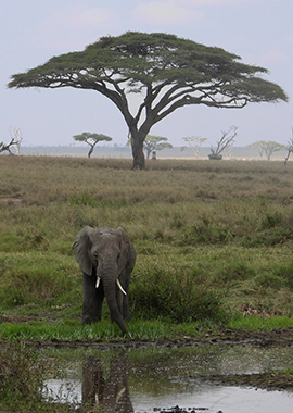 serengeti-national-park