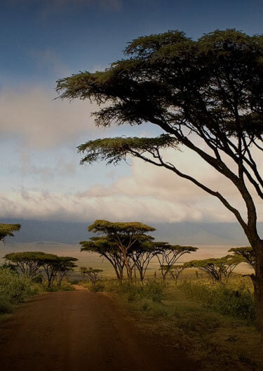 Excited Safari Group Exploring the African Wilderness - Chalema Tanzania Safaris Testimonial Image